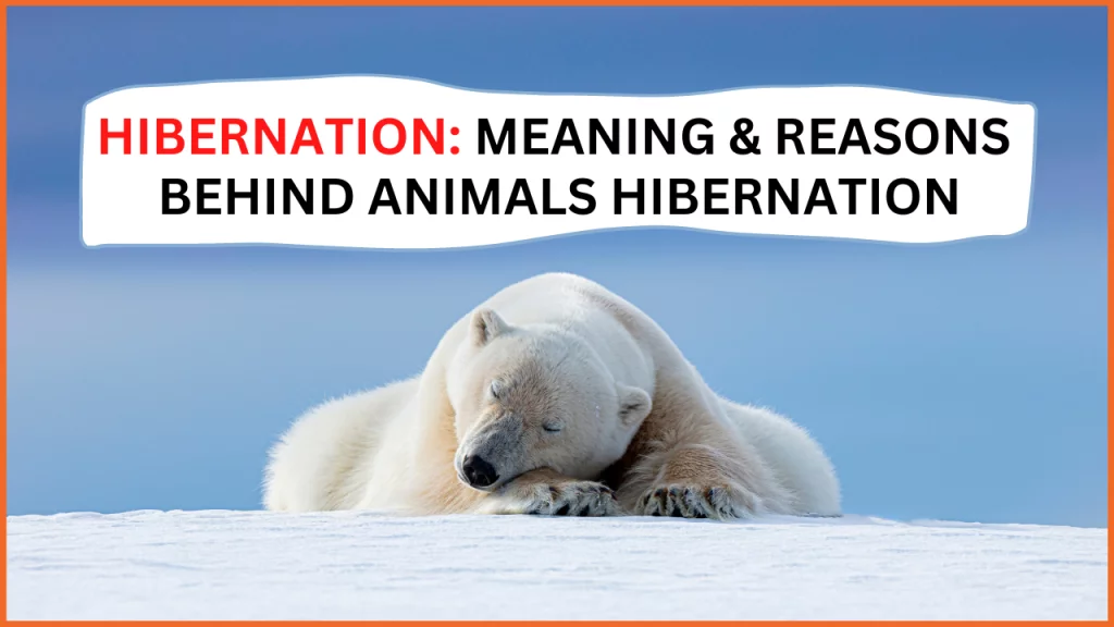 Hibernation: