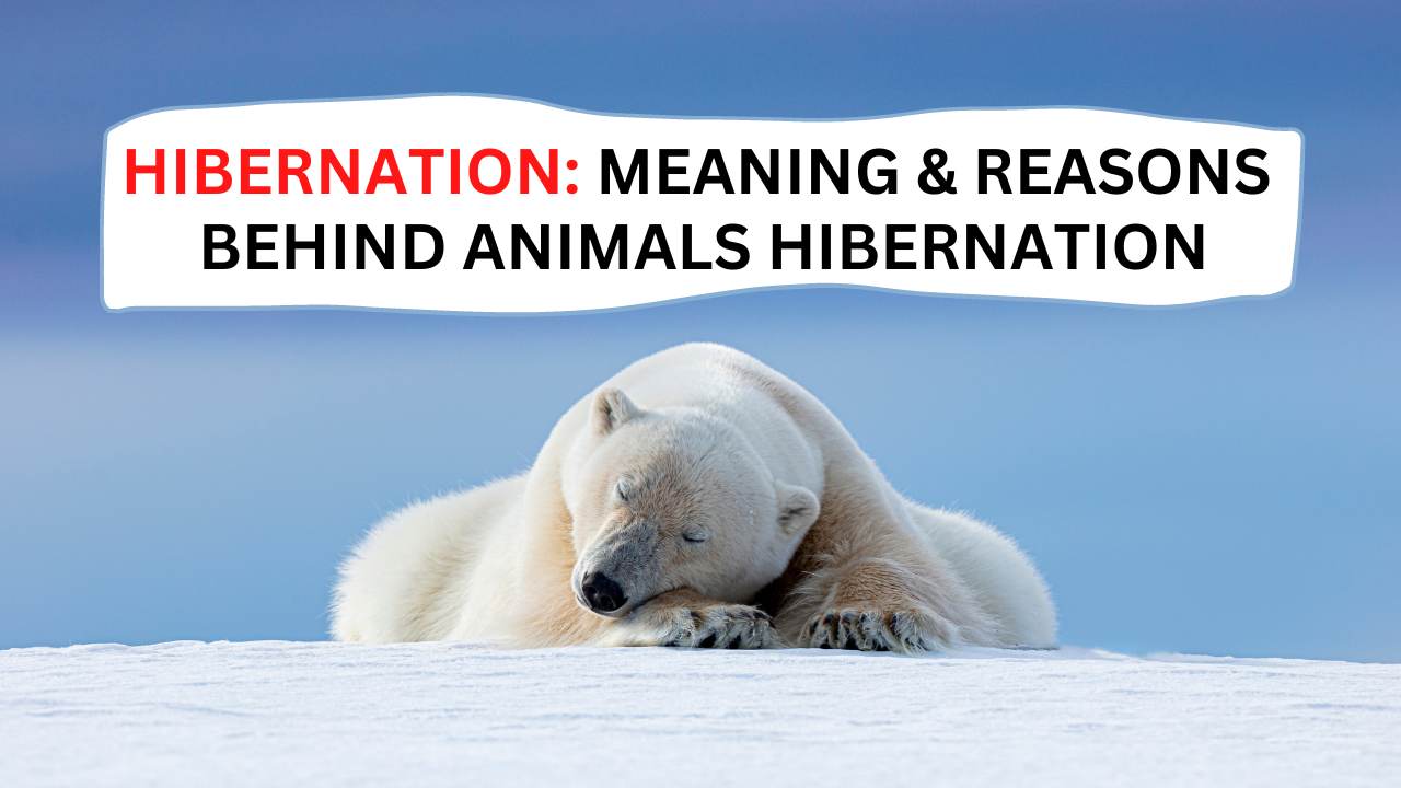 Hibernation: